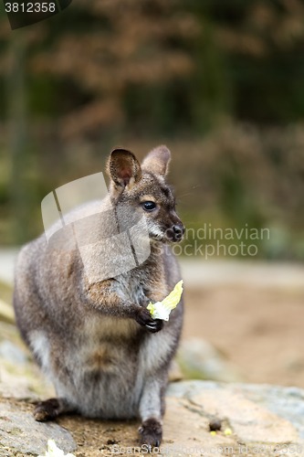 Image of Closeup of a Red-necked Wallaby