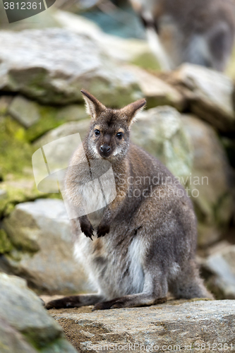 Image of Closeup of a Red-necked Wallaby