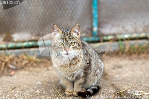 Image of close up cat portrait 