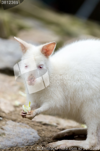 Image of Closeup of a Red-necked Wallaby white albino female