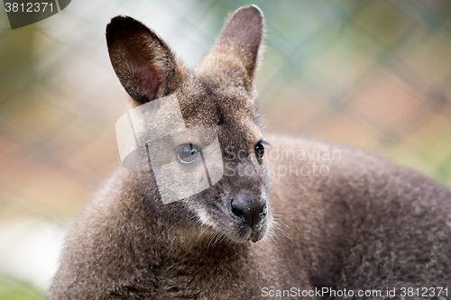 Image of Closeup of a Red-necked Wallaby