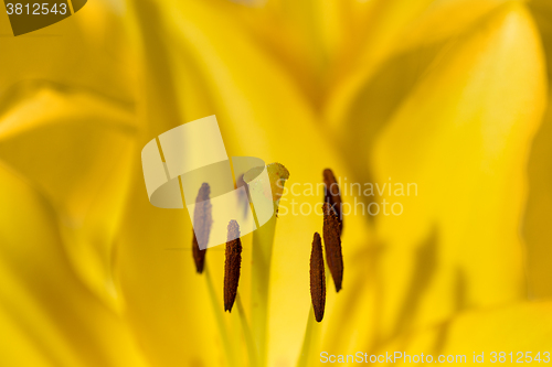 Image of Detail of flowering yellow lily