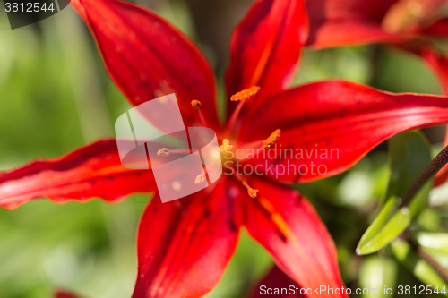 Image of Detail of flowering red lily