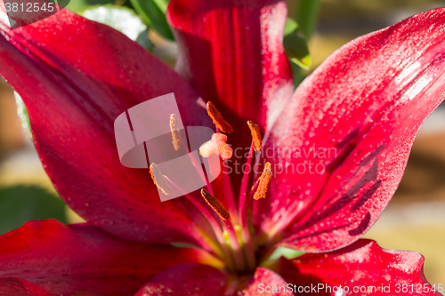 Image of Detail of flowering red lily