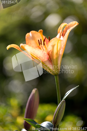 Image of Detail of flowering orange lily