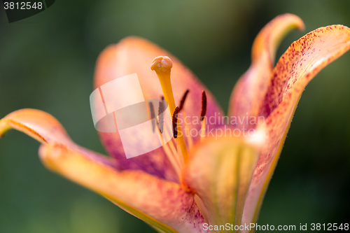 Image of Detail of flowering orange lily