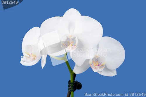 Image of romantic branch of white orchid