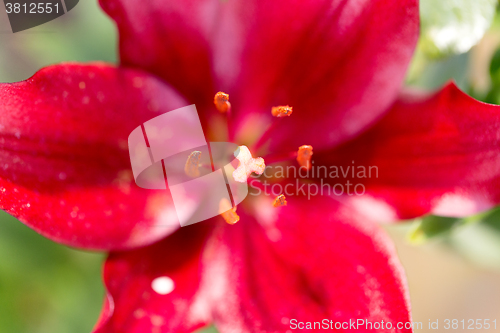 Image of Detail of flowering red lily