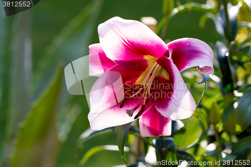 Image of Detail of flowering pink lily