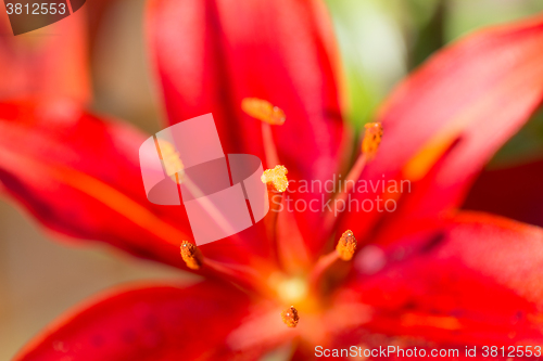 Image of Detail of flowering red lily