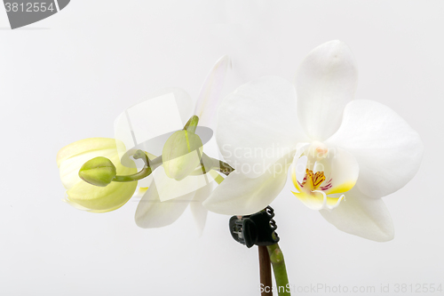 Image of romantic branch of white orchid