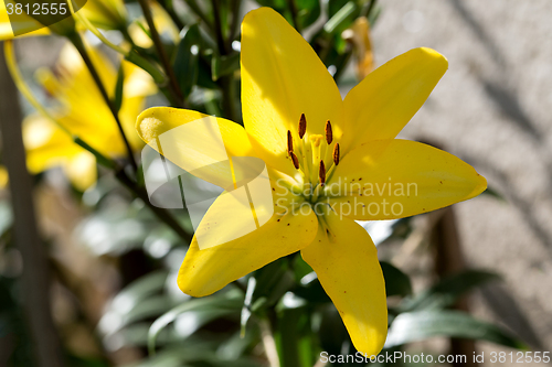 Image of Detail of flowering yellow lily