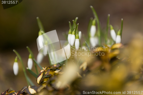 Image of Snowdrop bloom in springtime