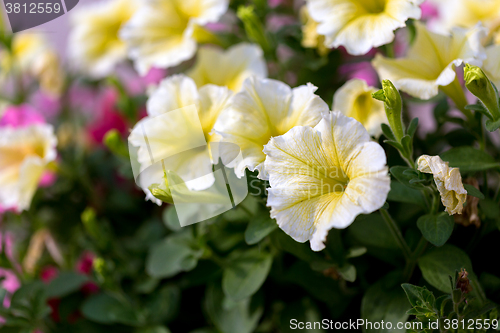 Image of white Petunia Surfinia Vein