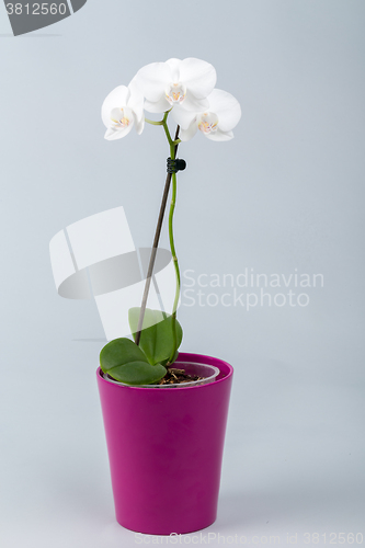 Image of romantic white orchid