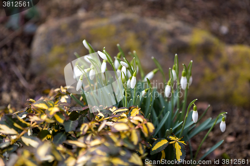 Image of Snowdrop bloom in springtime