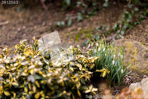 Image of Snowdrop bloom in springtime