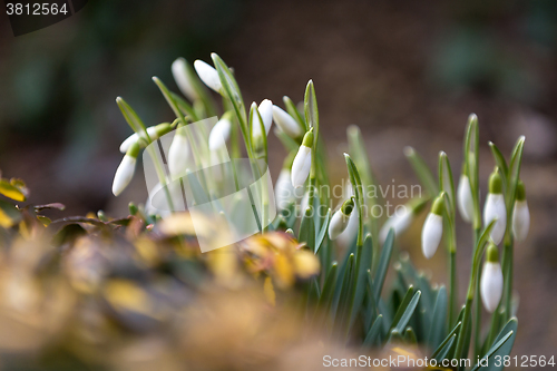 Image of Snowdrop bloom in springtime