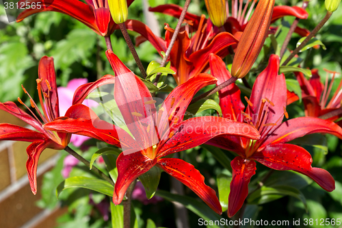 Image of Detail of flowering red lily