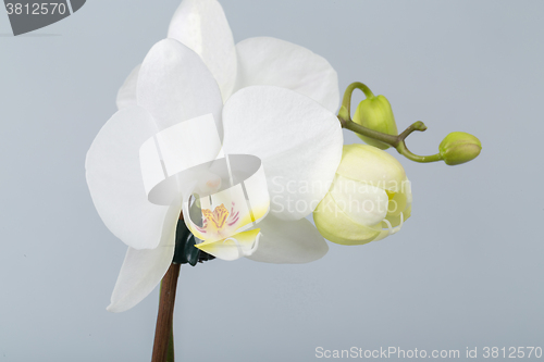 Image of romantic branch of white orchid