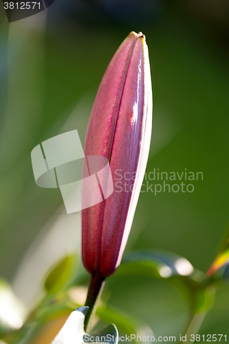 Image of bud before flowering pink lily