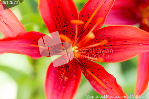 Image of Detail of flowering red lily