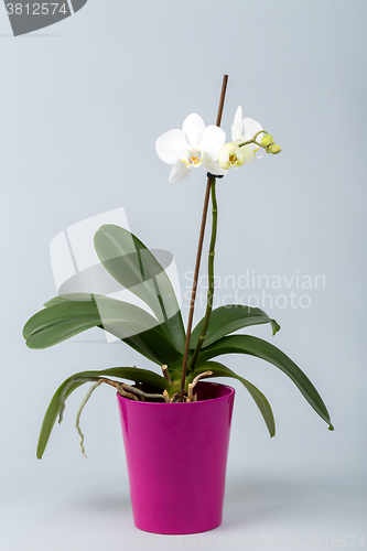 Image of romantic white orchid