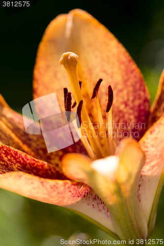 Image of Detail of flowering orange lily