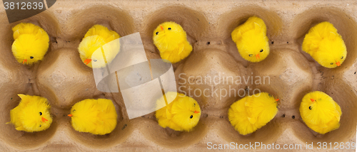 Image of Easter chicks in an eggbox