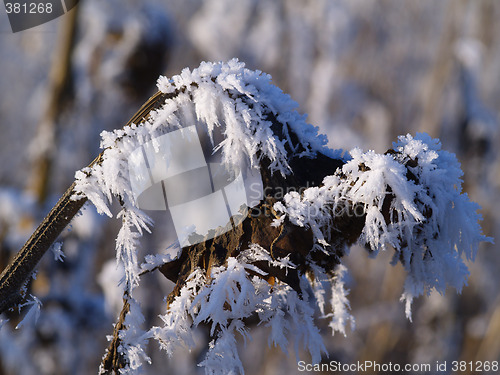 Image of Frost