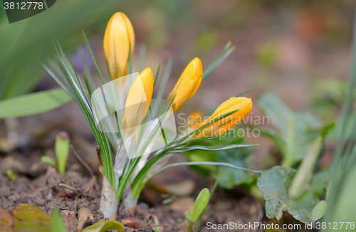 Image of Crocus flowers in spring time