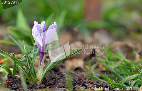 Image of Crocus flowers in spring time