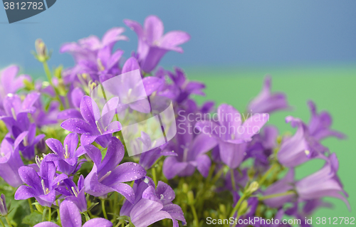 Image of Dalmatian bellflower (Campanula portenschlagiana)