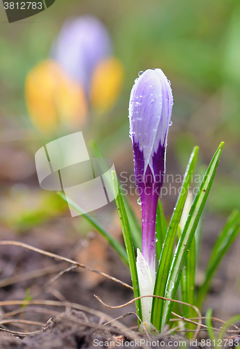 Image of Crocus flowers in spring time