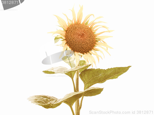 Image of Retro looking Sunflower flower