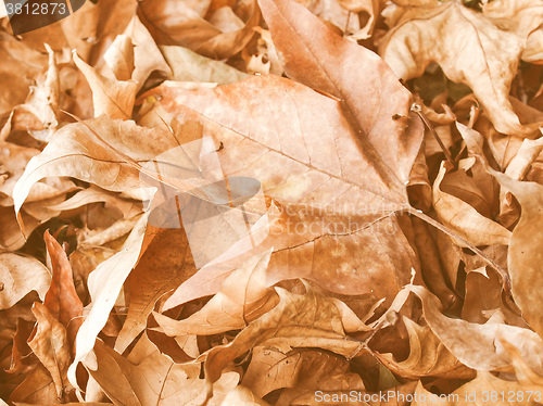 Image of Retro looking Falling leaves