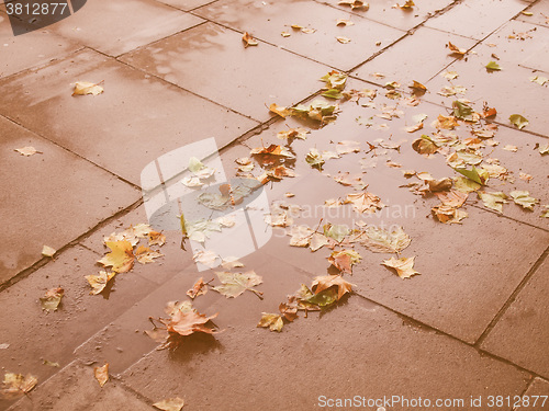 Image of Retro looking Leaves on pavement