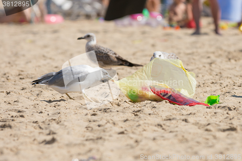 Image of Gulls on the beach seaside dragged a bag of food