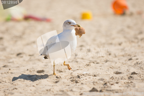 Image of Gull dragged a piece of bread, and runs on the sand beach