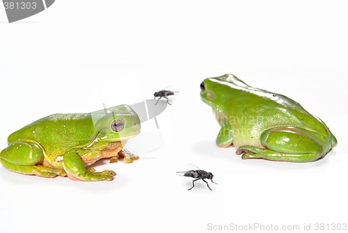 Image of two green tree frogs and two flies