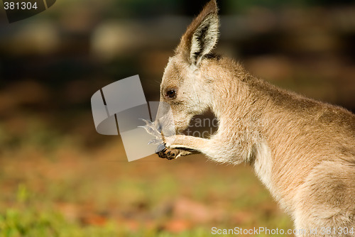 Image of eastern grey kangaroo