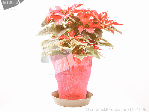 Image of Retro looking Poinsettia