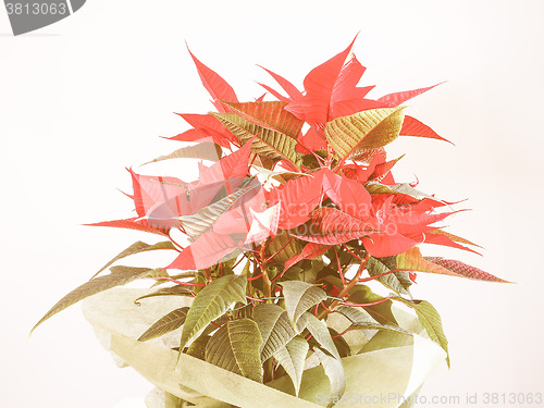 Image of Retro looking Poinsettia Christmas star