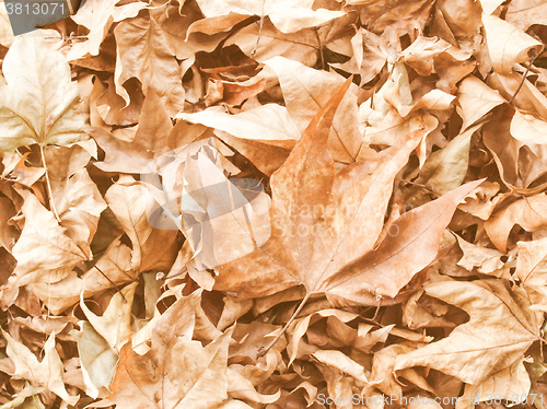 Image of Retro looking Falling leaves