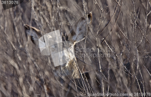 Image of Deer in Bush