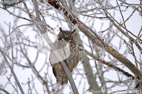 Image of Great Horned Owl in Tree