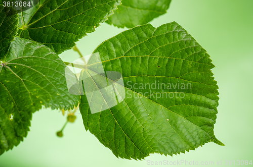 Image of  Linden leaves, close-up