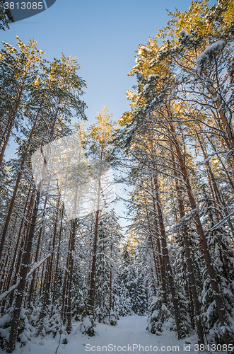 Image of Winter snow covered trees. Viitna, Estonia. 