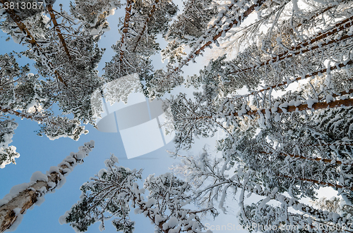 Image of The tops of trees covered with hoarfrost against the blue sky