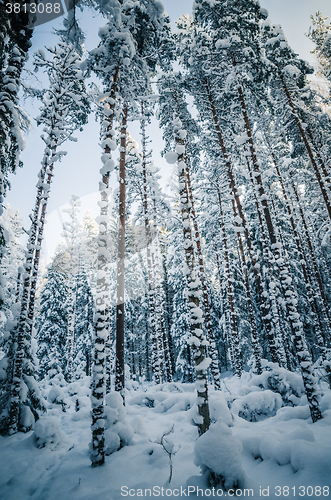 Image of Winter snow covered trees. Winter wonderland
